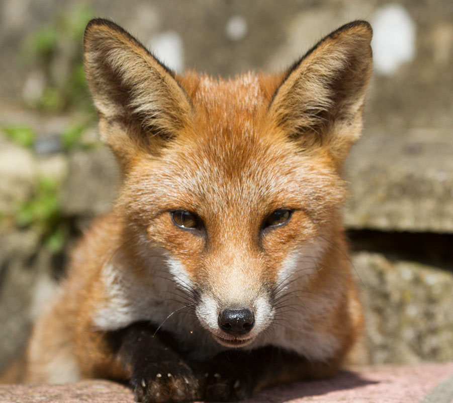 1708131108138019.jpg - Portrait of young fox lying on garden wall