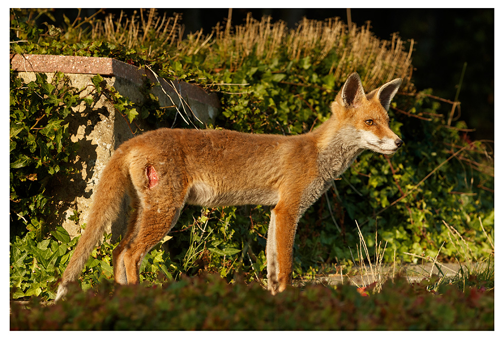 1708251008254801.jpg - SoLo in the garden showing injury (bite) on leg