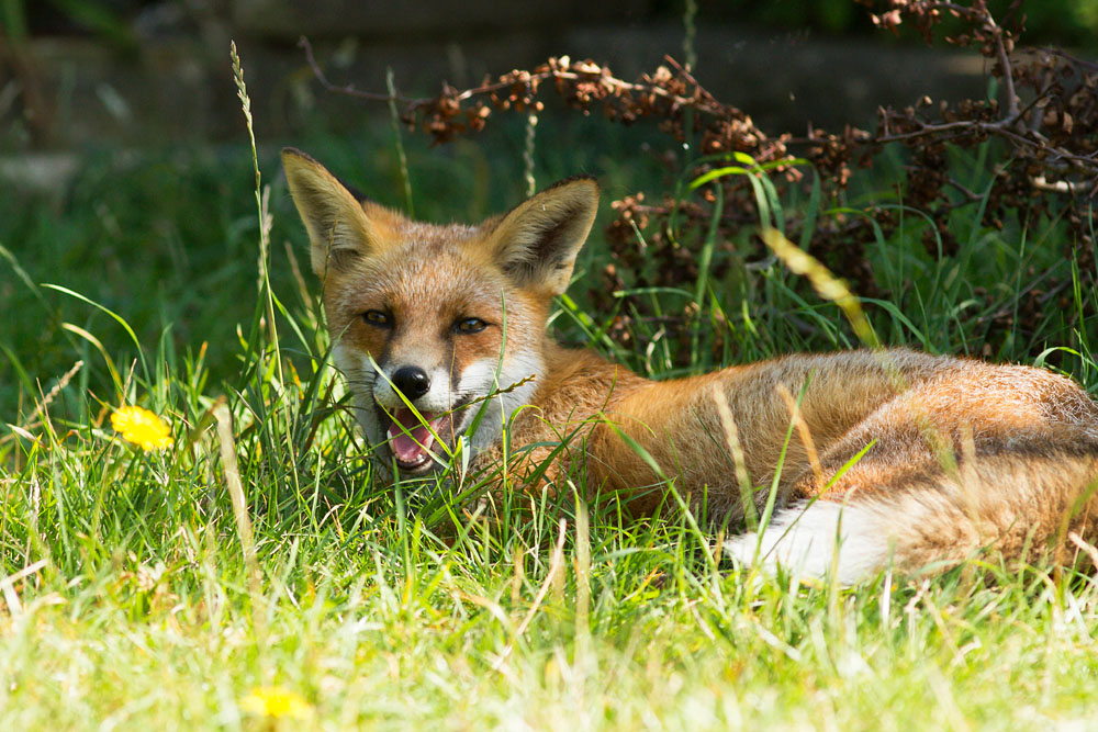 1709130309133884.jpg - Young fox laying  down in suburban garden