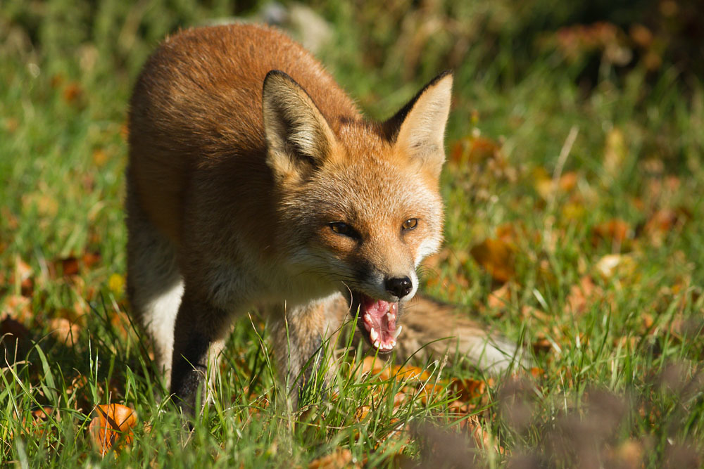 1709142311139285.jpg - Fox in garden