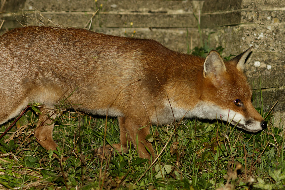 1709161409163250.jpg - Fox in garden