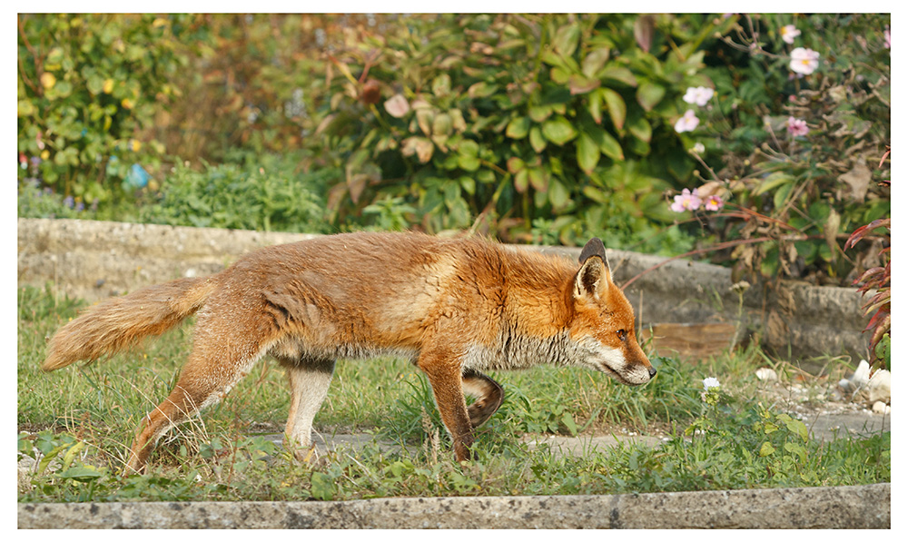 1709250509255182.jpg - Dog fox in the garden