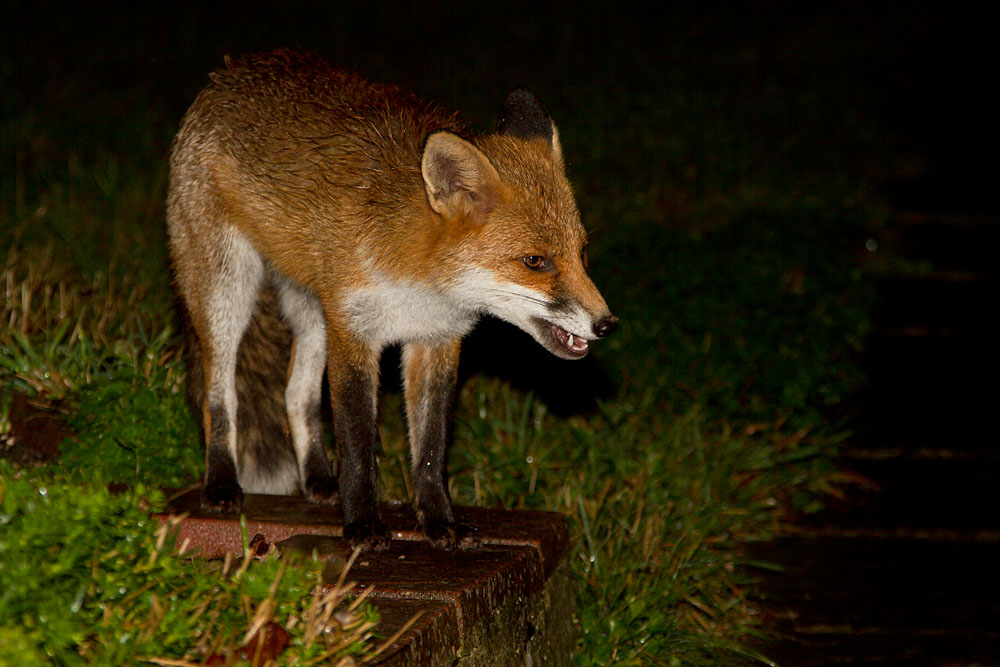 1710120410127271.jpg - Young fox (Vulpes vulpes) in a suburban garden at night after heavy rain.