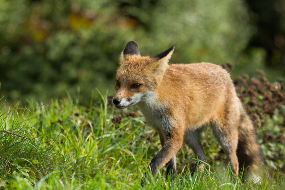 1710131210130688.jpg - Young fox (Vulpes vulpes) at 8 months old, in a suburban garden