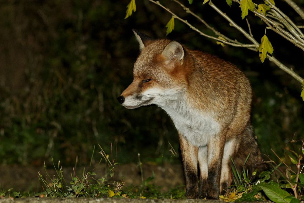 1710161510165981.jpg - Fox in garden