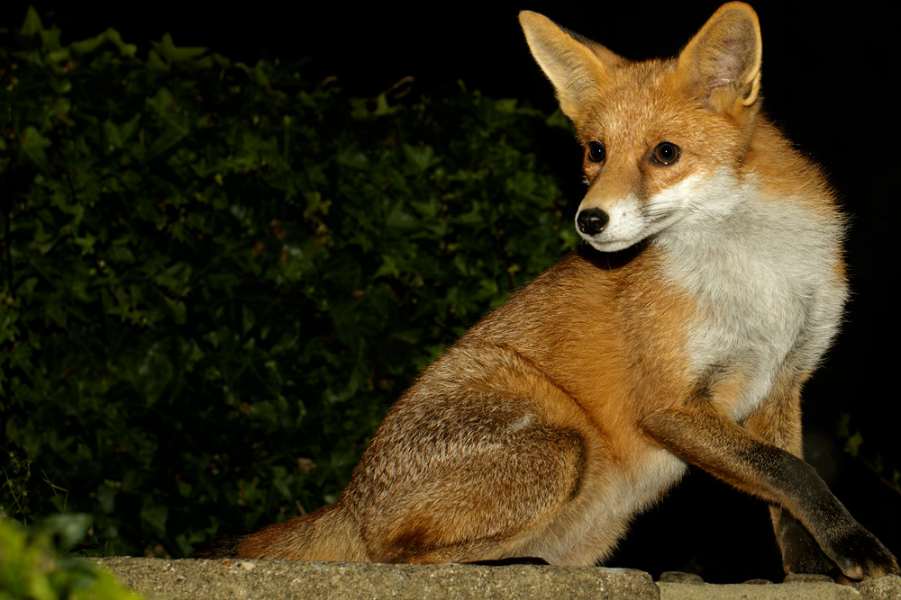 1710171610179820.jpg - Pretty vixen