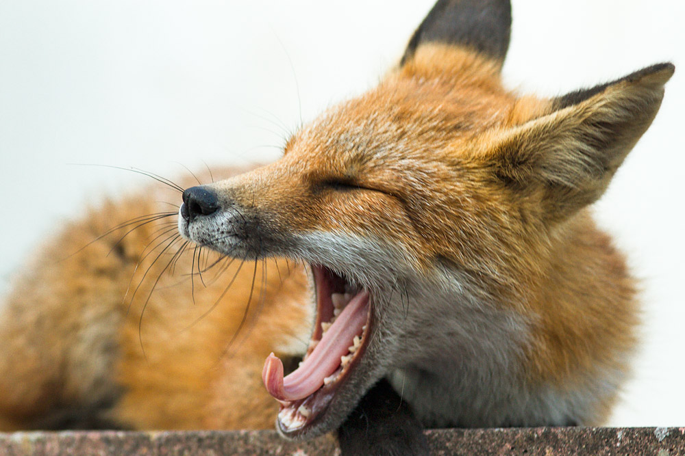 1711150807139458.jpg - Yawning fox cub