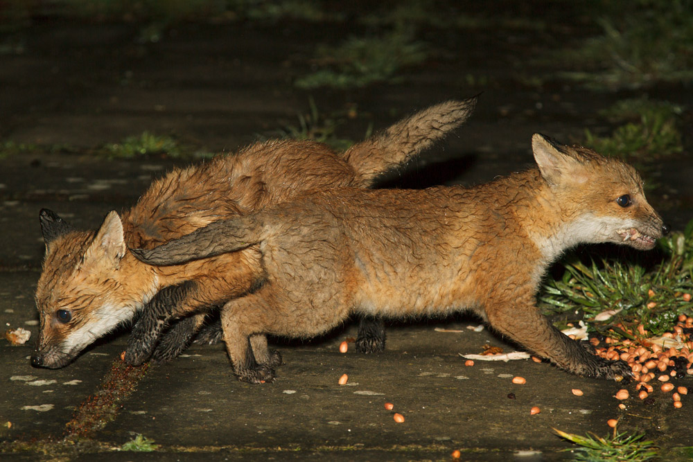 1711161205134751.jpg - Two fox cubs on a rainy night