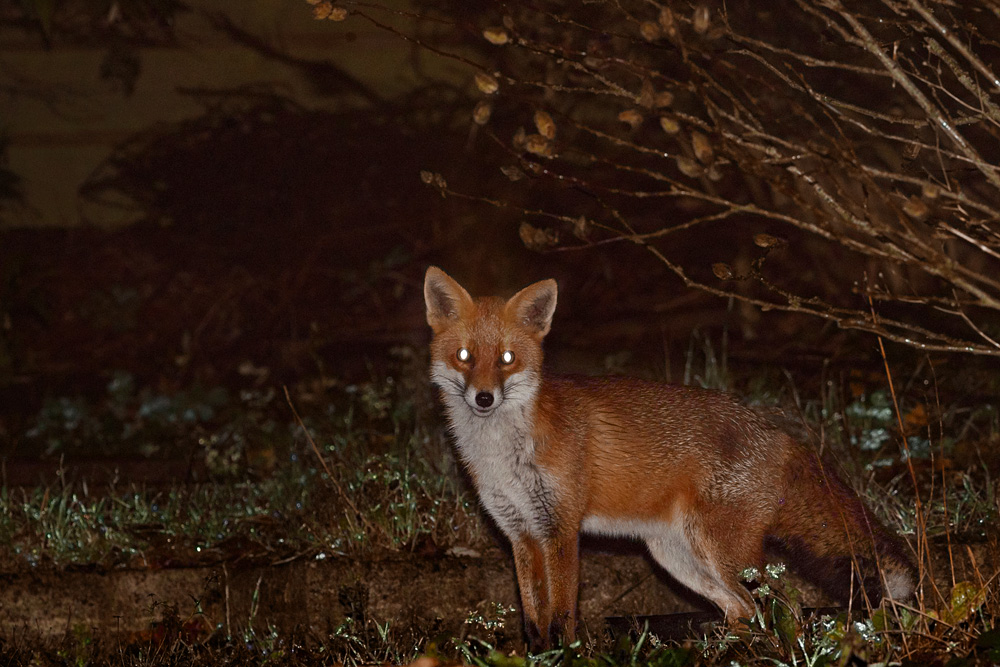 1711181711189102.jpg - Unidentified shy fox