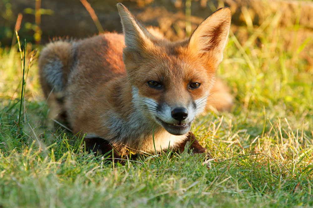 1712122207121214.jpg - Young urban fox (Vulpes vulpes) lying down in partial shade on grass. East Sussex.