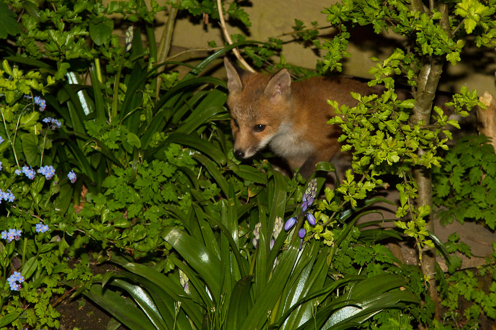 1712141605136170.jpg - Fox cub in among the plants