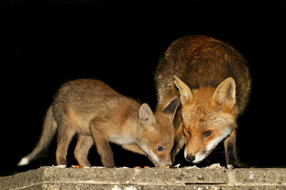 1712170805171004.jpg - Fox cub and adult dog fox
