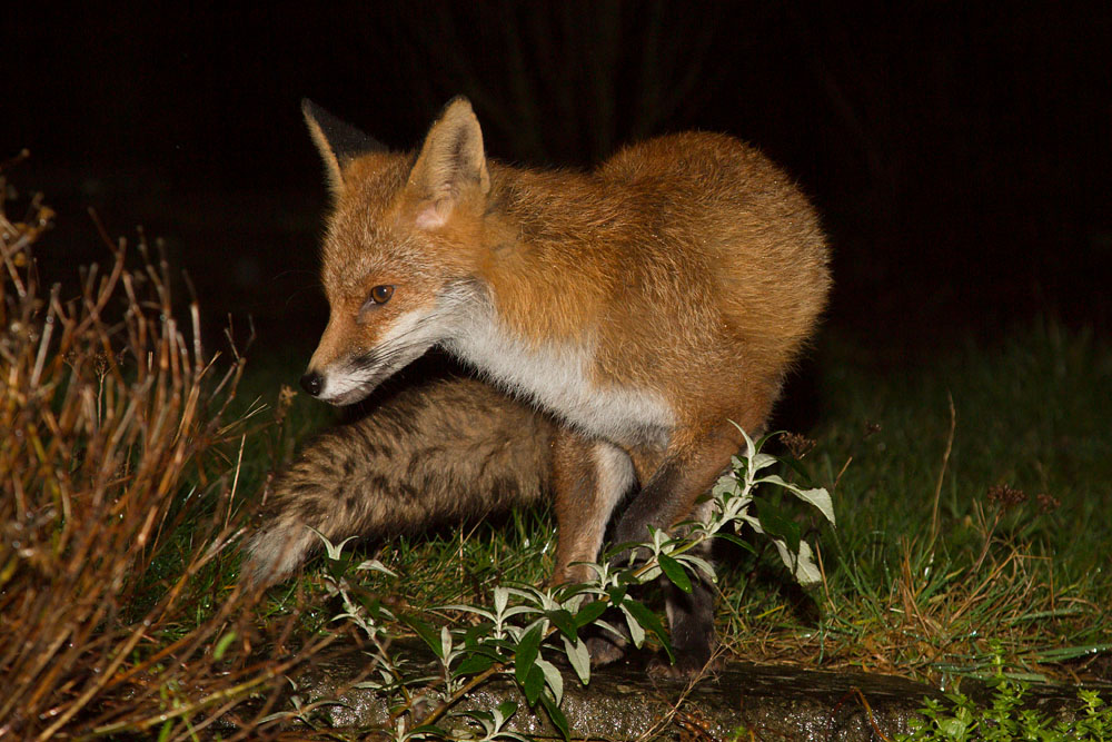 1801141701147544.jpg - Fox in garden after rain