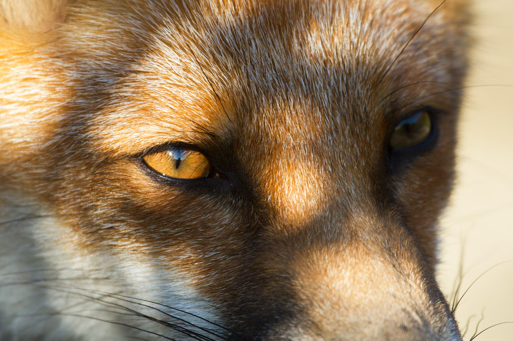 1801162407133625.jpg - Portait of a young fox