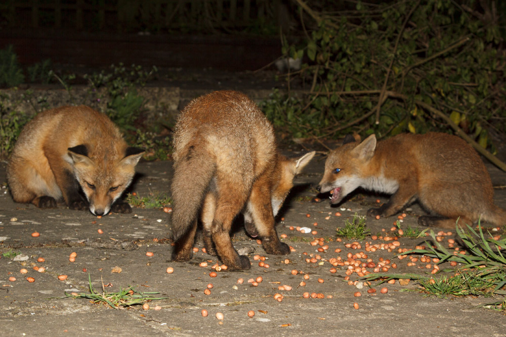 1801172405137980.jpg - Three fox cubs in the garden