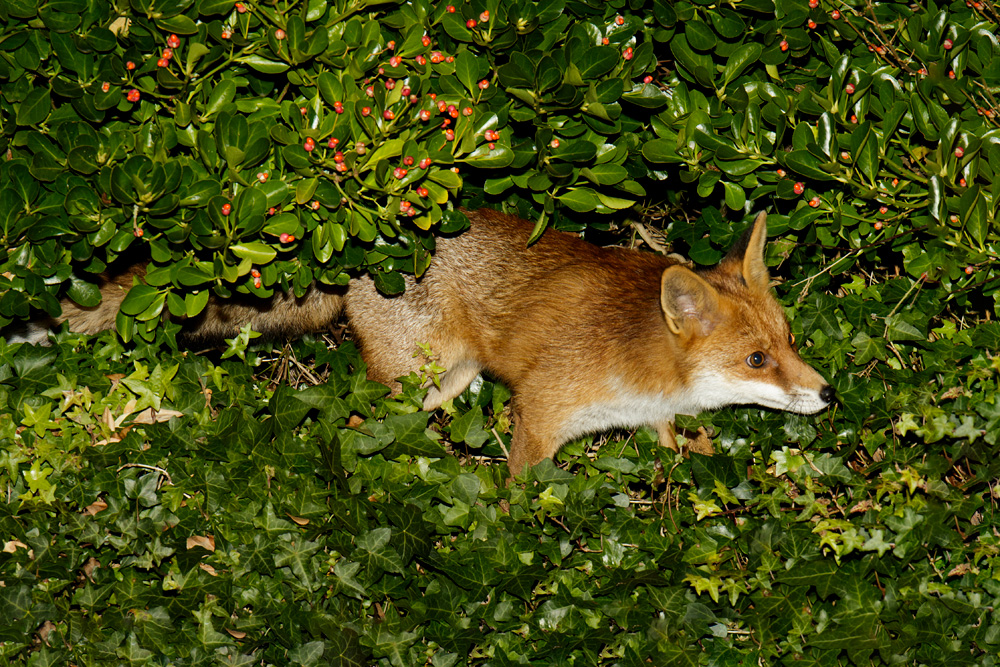 1801181801184090.jpg - Pretty Vixen emerging through the hedge