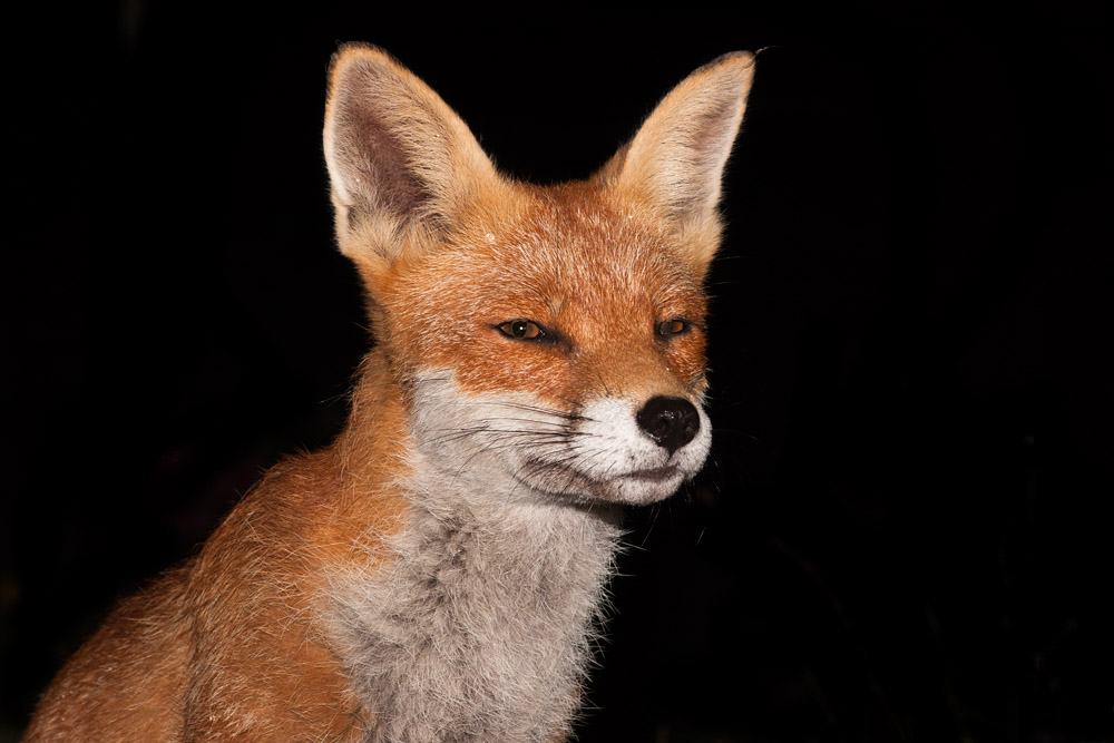 1802160808097695.jpg - Portrait of a vixen