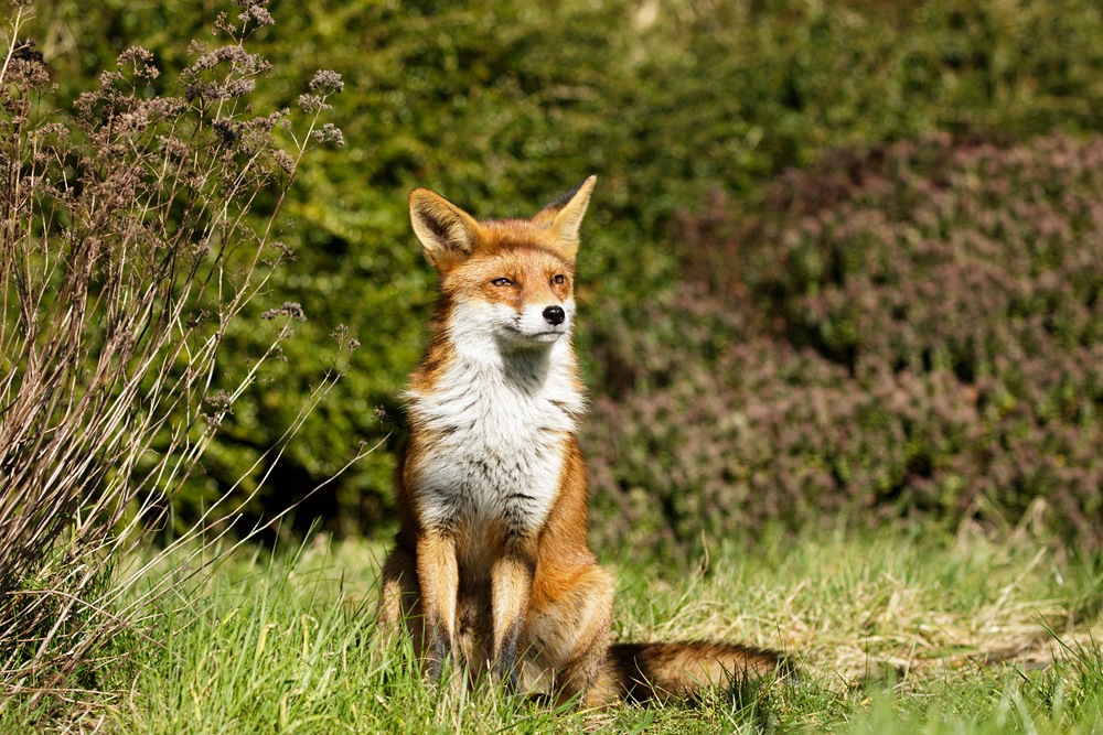 1802181702186724.jpg - Pretty Vixen in the garden during the afternoon