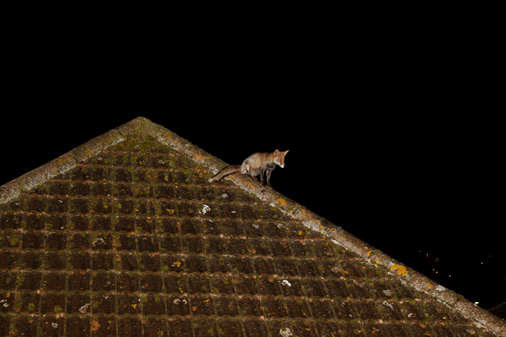1802191902194373.jpg - Urban foxes are great climbers and this young adult fox was spotted roof-hopping across rooftops in Brighton, East Sussex last night.