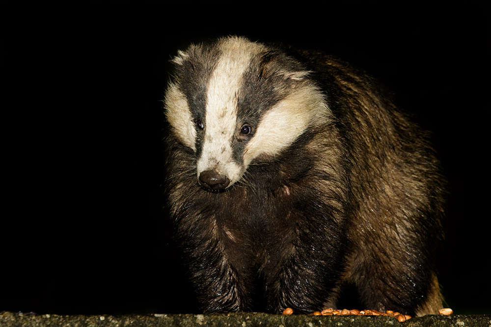 1804161604162753.jpg - Badger in garden