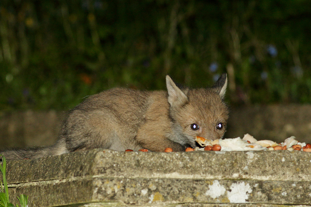 1804171604177488.jpg - First sighting of a fox cub in 2017. It's tiny and probably not more than 6 weeks old.