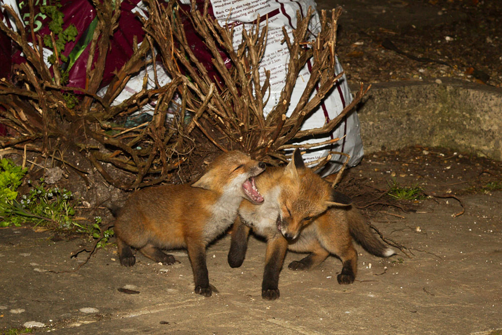1805131705136200.jpg - Two young fox cubs fighting.