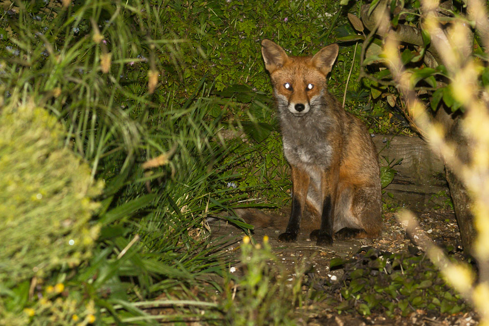 1805141705148356.jpg - Fox with nicked ear lurking at rear of garden