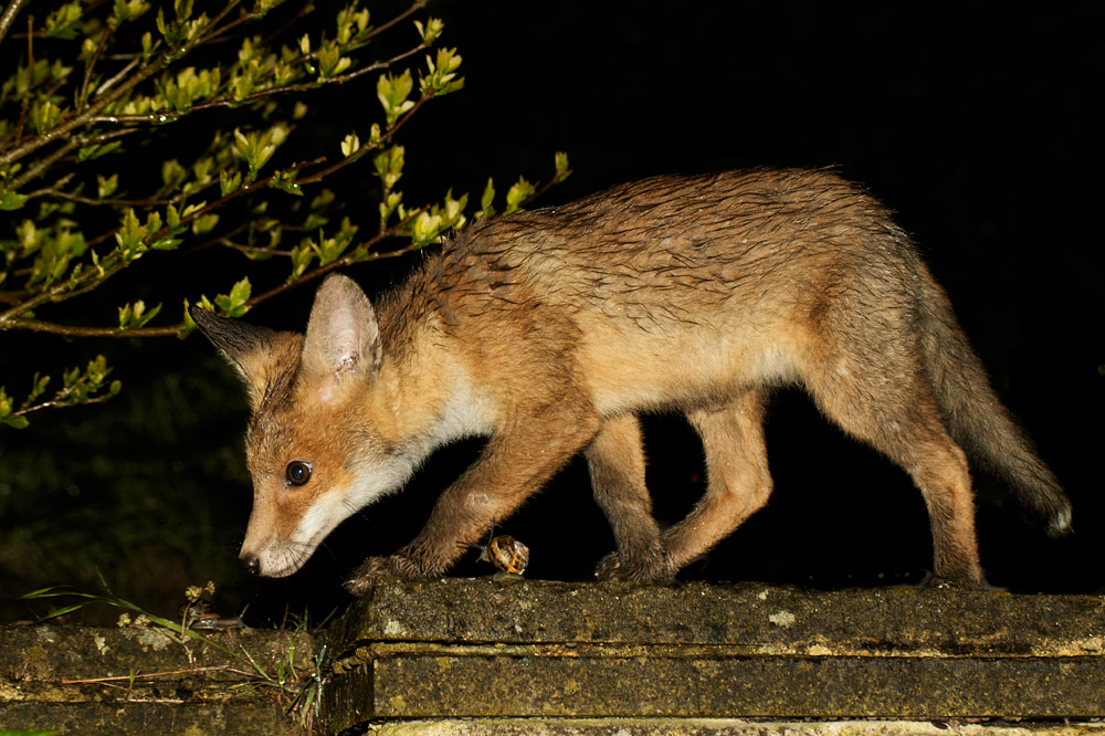 1805171705173648.jpg - Fox cub at about 10 weeks old
