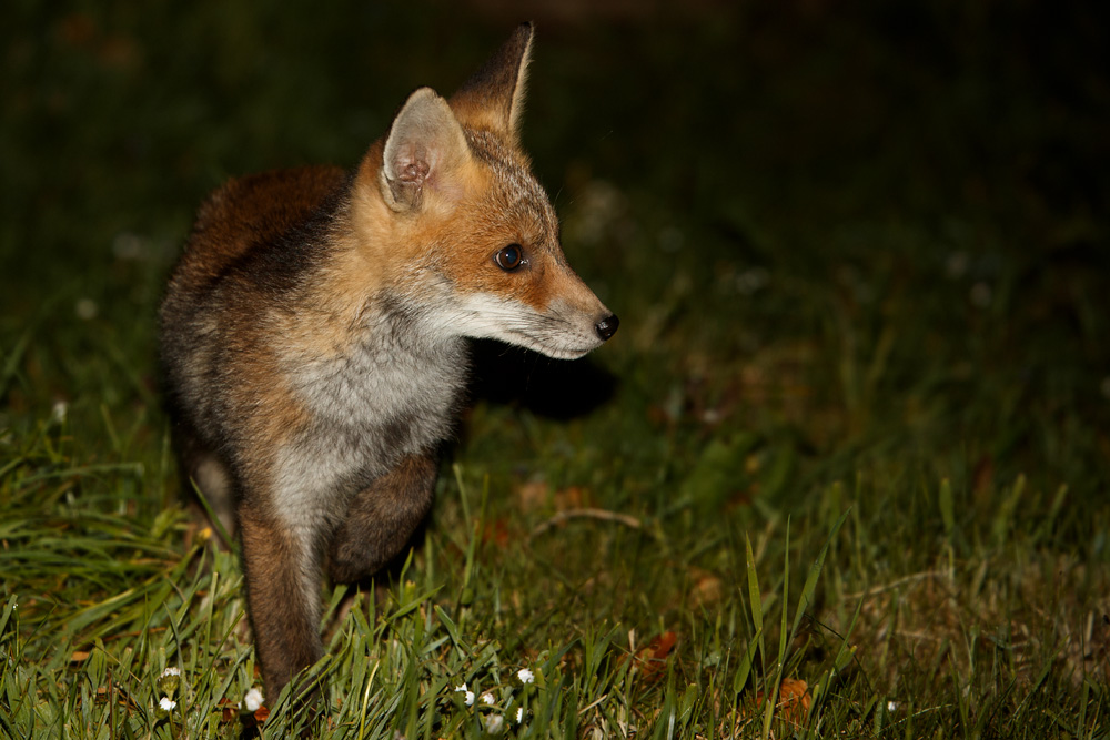 1805181805181517.jpg - Fox cub at about 10 weeks old