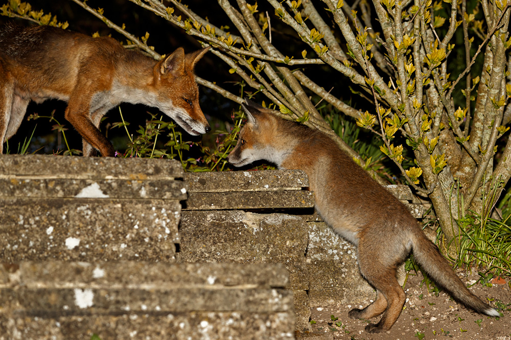 1805191905197256.jpg - Fox cub and Wolfy (vixen)