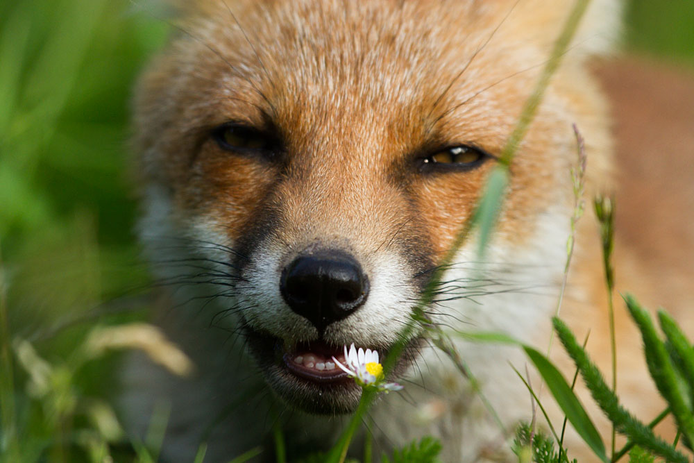 1806131606134794.jpg - Portrait of urban fox cub