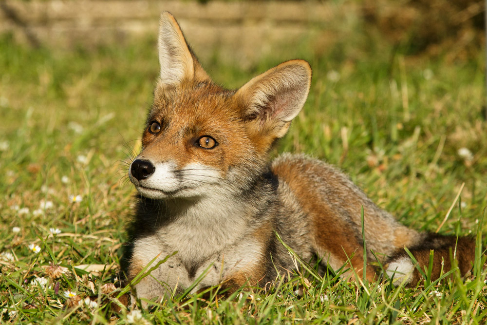 1806171806171562.jpg - Fox cub on a sunny afternoon
