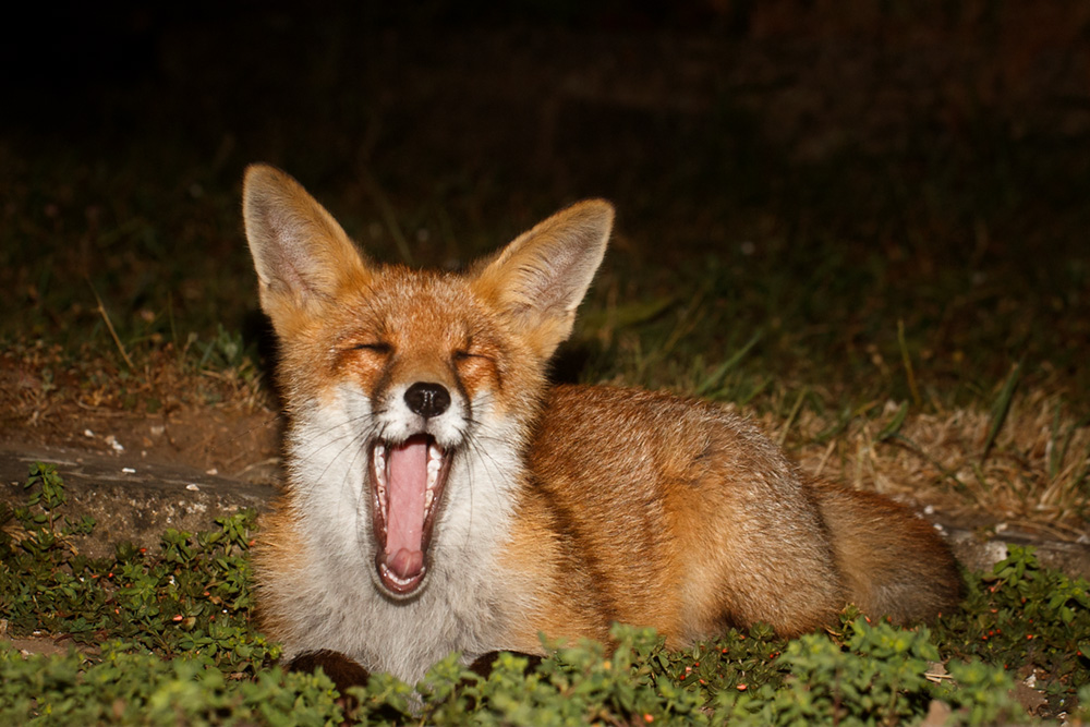 1806181806184519.jpg - Yawning Fox Cub