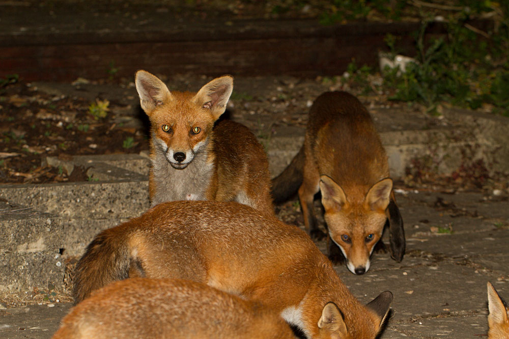 1807131707132133.jpg - Two adult fox and fox cubs (Vulpes vulpes)