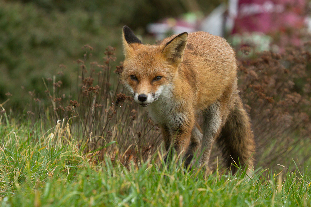 1807142501148545.jpg - Fox (Pretty) in garden