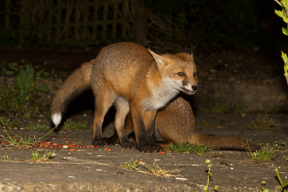 1807150406131892.jpg - Two fox cubs