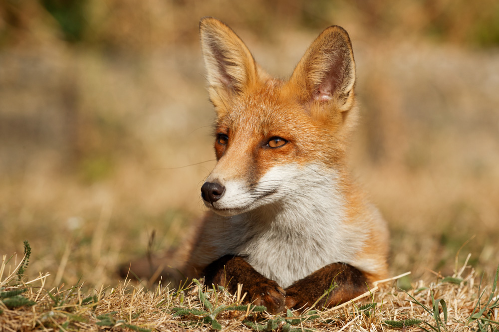 1807181807188024.jpg - Young fox (Long-Nose)