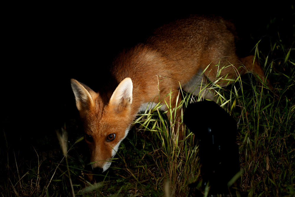 1807211707214528.jpg - Fox cub at night