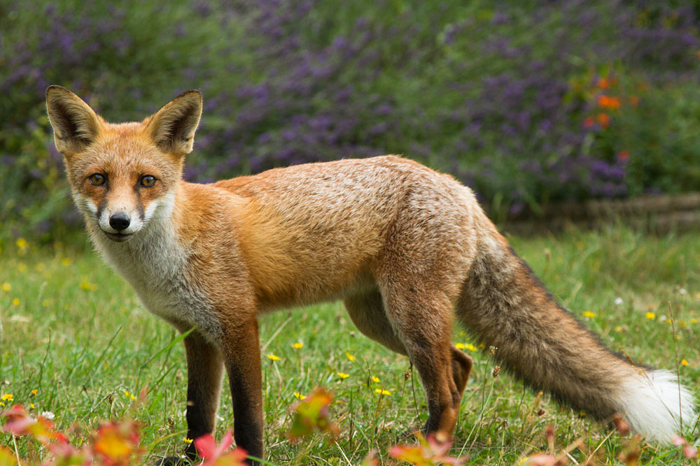 1808131708139792.jpg - Young fox in a suburban garden