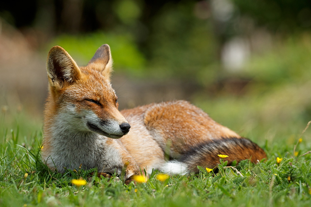 1808181708188912.jpg - Portrait of a young fox (Scamp)