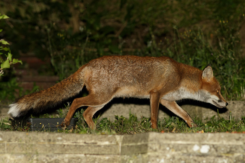 1809161809163357.jpg - Fox in garden