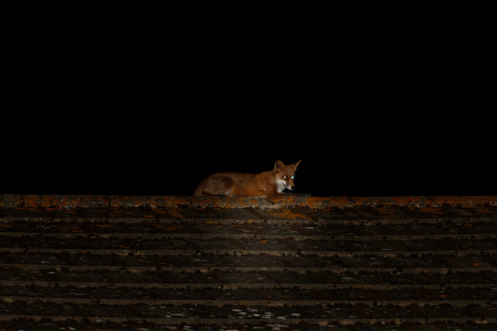 1809191809198821.jpg - Young fox on roof at night