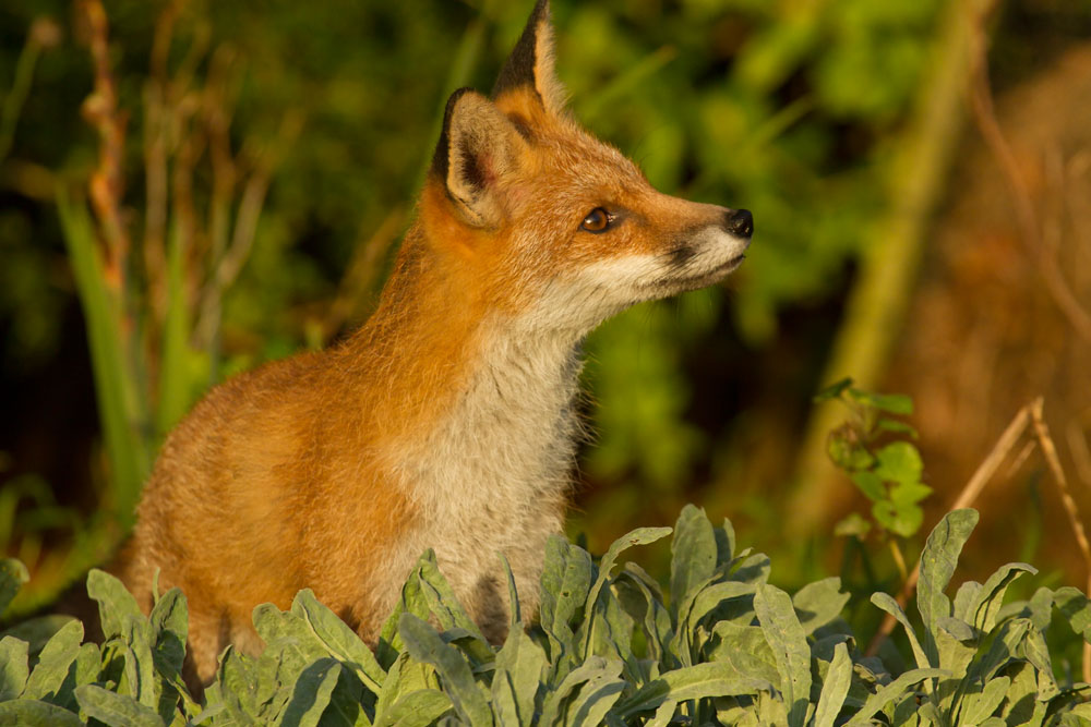 1810131710132034.jpg - Portrait series of a young fox (Vulpes vulpes) in late afternoon sunshine.