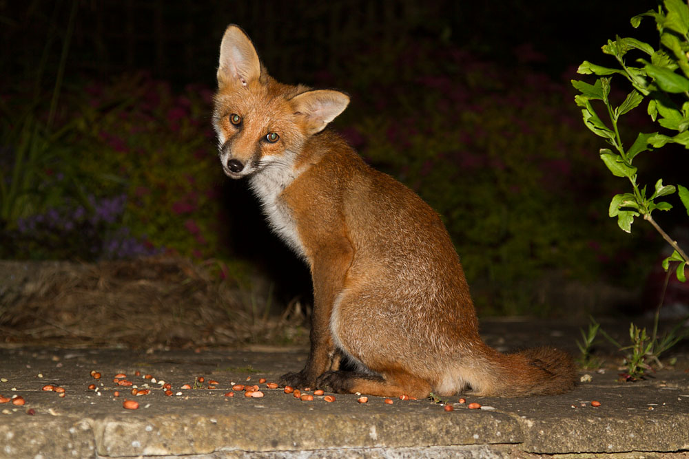 1810142006124904.jpg - Fox cub sitting with head tilted to one side