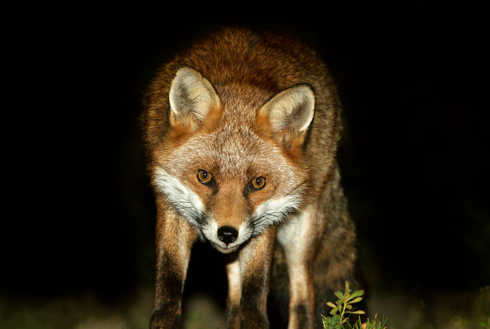 1810161810166147.jpg - Fox at night