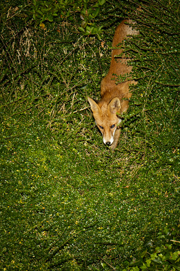 1810171710170033.jpg - Pretty Vixen caching at the top of the garden hedge (4-5ft high)