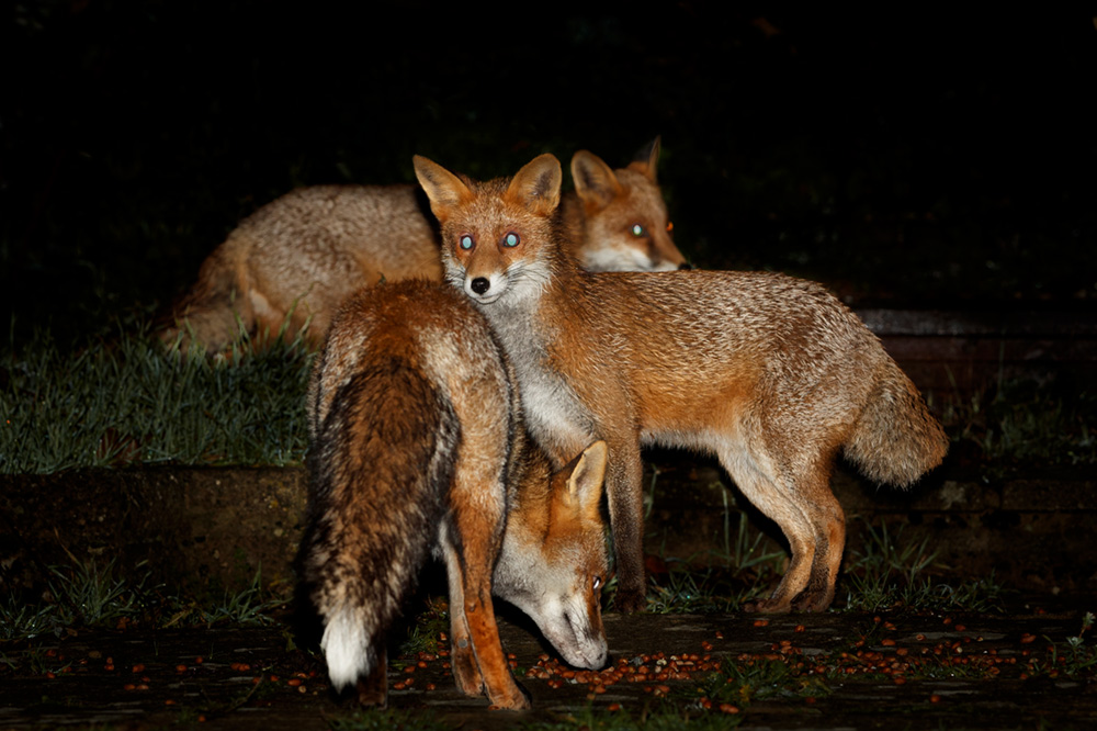 1811191811192149.jpg - 3 foxes