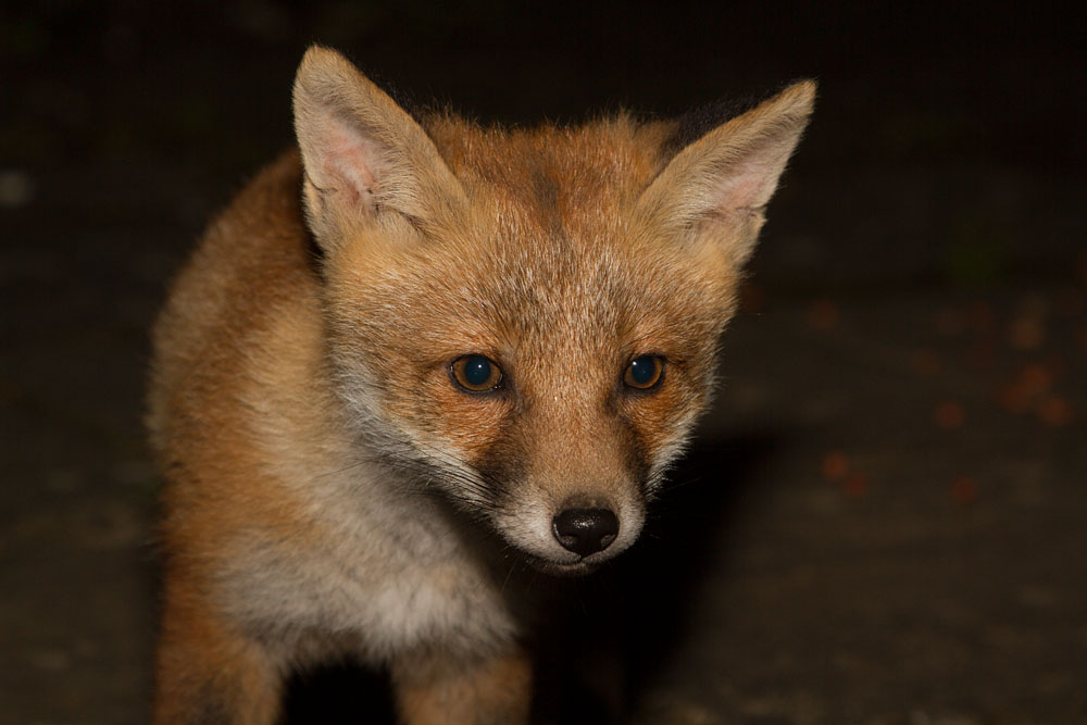1812141505135817.jpg - Portrait of a fox cub
