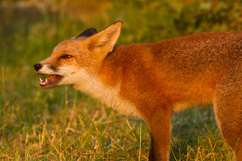1812152107133222.jpg - Young fox in evening sunshine