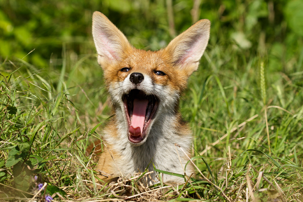 1812171406179811.jpg - Fox cub yawning